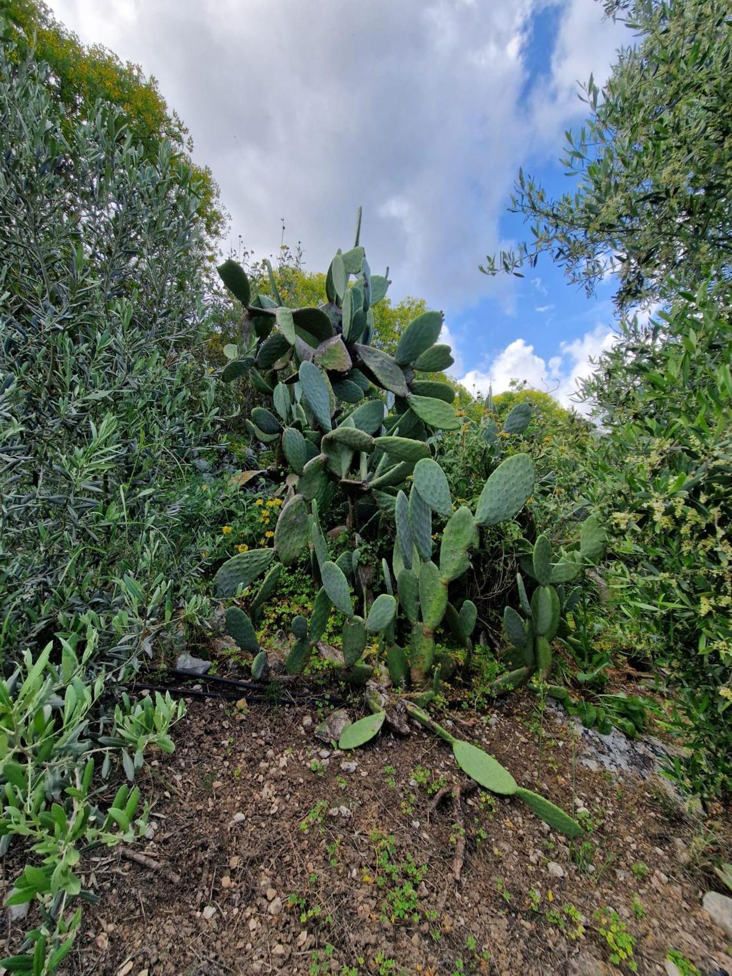 Stefanos Garden Lägenhet Arménoi Exteriör bild